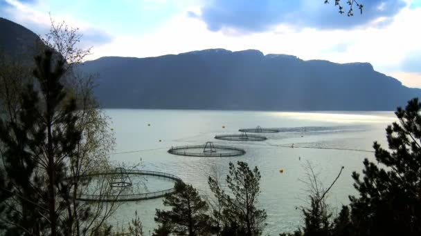 Floating nets of a salmon farm on a nordic fjord — Stock Video