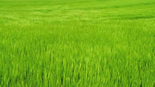 Captura de fondo de un campo de cebada verde soplando en una brisa — Vídeo de stock