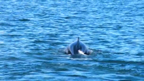 Cauda icônica de baleias jubarte nadando em águas gelândicas claras — Vídeo de Stock