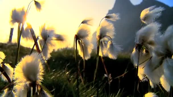 Köpfe aus wilder Bio-Baumwolle vor blauem Hintergrund — Stockvideo