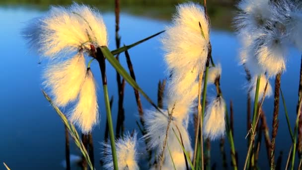 Köpfe aus wilder Bio-Baumwolle vor blauem Hintergrund — Stockvideo