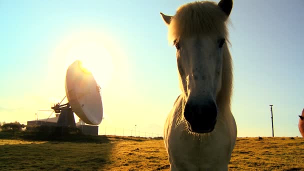 Radiotelescópio (VLA) com cavalo islandês selvagem em primeiro plano — Vídeo de Stock