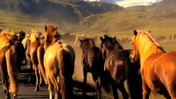 Caballos salvajes que se mueven junto a una carretera rural asfaltada — Vídeo de stock