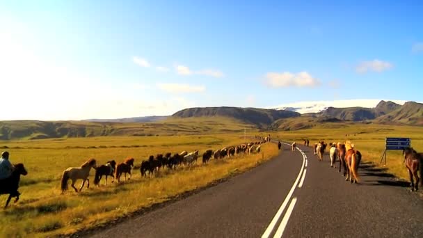 Cavalos selvagens se movendo ao lado de uma estrada rural de asfalto — Vídeo de Stock