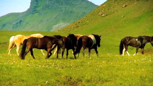 Caballos salvajes en pastizales rurales — Vídeos de Stock