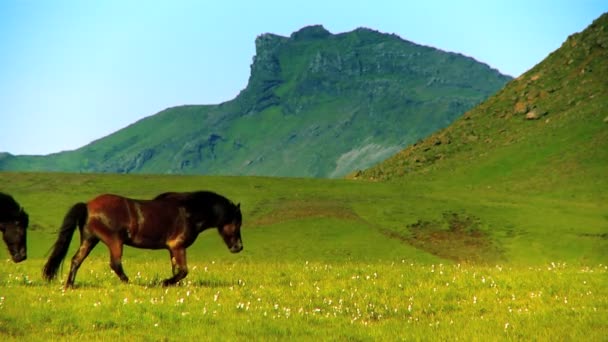 Cavalos selvagens em pastagens rurais — Vídeo de Stock
