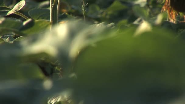 Primer plano de un solo girasol con campo de girasol en el fondo — Vídeos de Stock