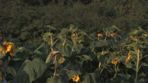 A beautiful girl walking in sunflower field — Stock Video
