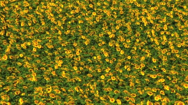 Campo de girasol en el día de verano — Vídeo de stock