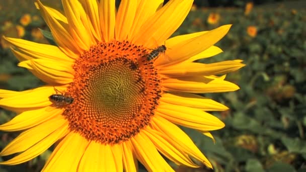 Крупним планом один соняшник з бджолою — стокове відео
