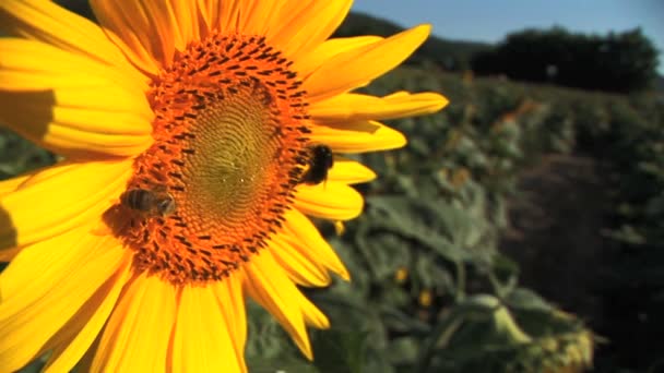 Närbild på en enda solros med ett bi — Stockvideo