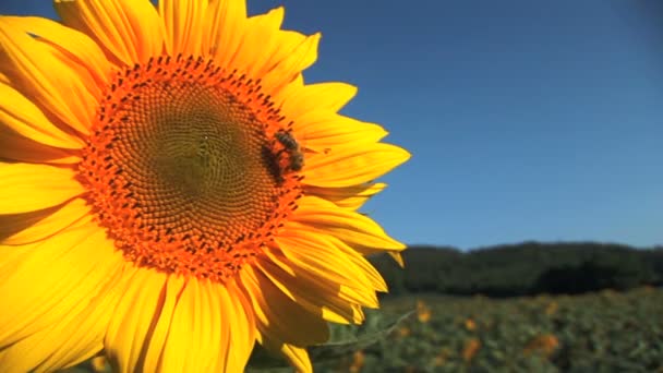 Зеленое поле и подсолнух с пчелами — стоковое видео