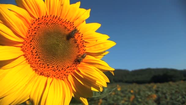 Green field and sunflower with the bees — Stock Video