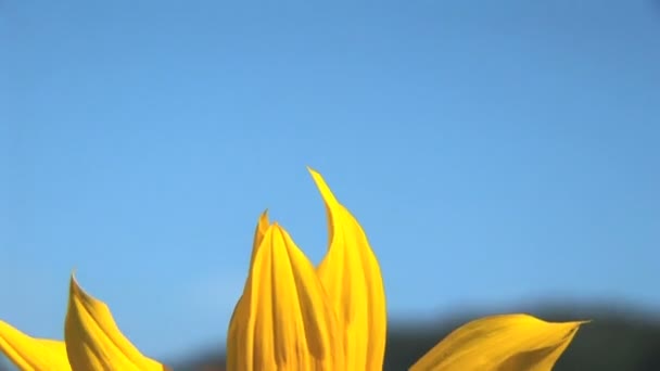 Primer plano de girasol con una abeja — Vídeos de Stock