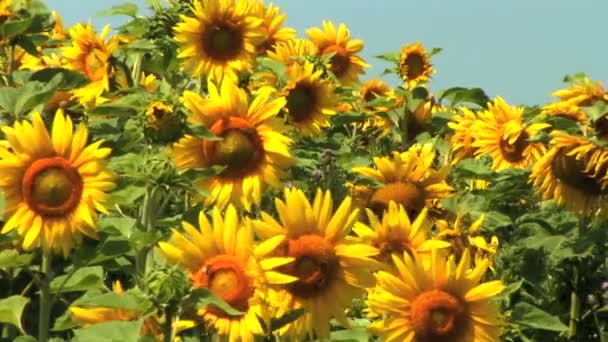 Un campo de girasoles balanceándose suavemente en el viento — Vídeos de Stock