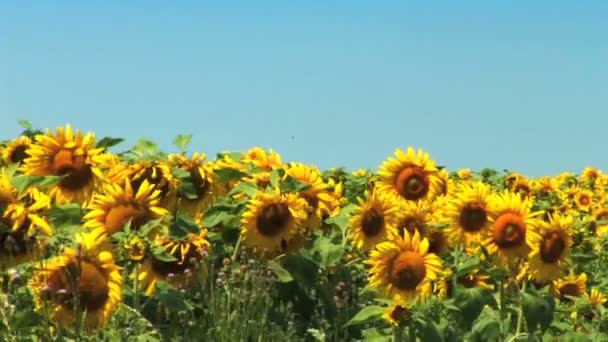 Un campo de girasoles balanceándose en el viento — Vídeo de stock