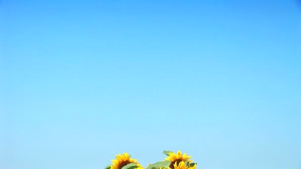 Champ de tournesol contre un ciel bleu — Video