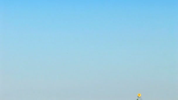 Sunflower field with a blue sky — Stock Video