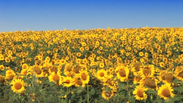 Slunečnicová pole s jasnou letní oblohou — Stock video