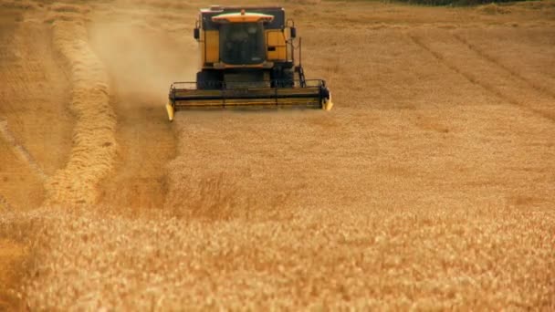 Kombajn zbożowy zbiera zboża pszenicy — Wideo stockowe