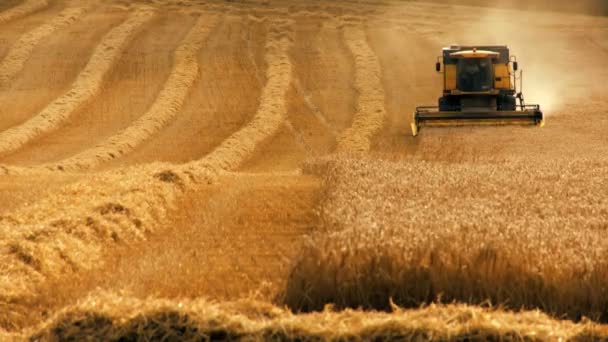 Combine harvester gathers the wheat crop — Stock Video