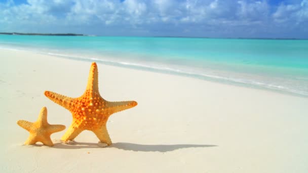 Starfish washed up on white sandy beach & aqua blue sea — Stock Video