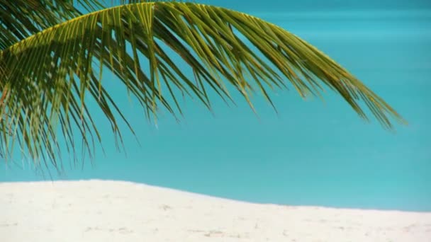 Tropische palmbomen, witte zandstrand & aqua blauwe zee — Stockvideo