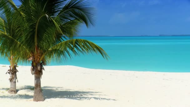 Palmeras tropicales, playa de arena blanca y mar azul aqua — Vídeo de stock