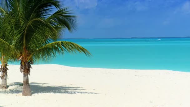 Tropical palm trees, white sandy beach & aqua blue sea — стоковое видео