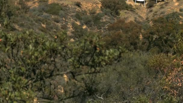 Hollywood Sign — Stock Video