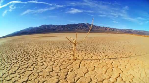 Medio ambiente salvaje — Vídeos de Stock