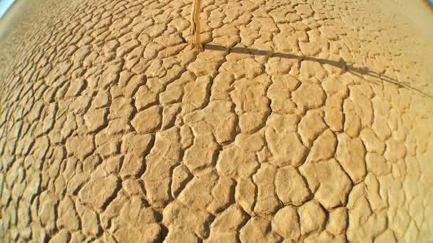 Medio ambiente salvaje — Vídeos de Stock