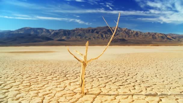 Árvore petrificada na natureza selvagem ambiental — Vídeo de Stock