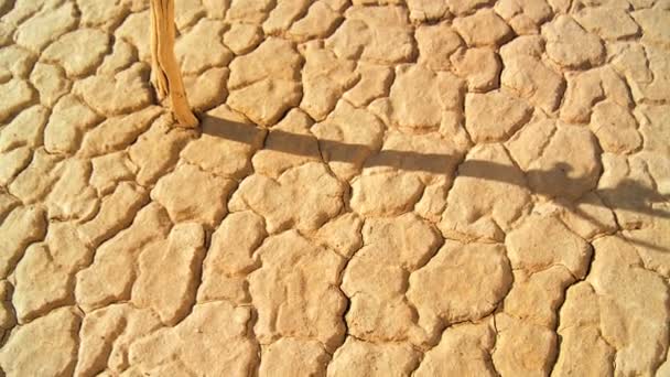 Árbol petrificado en la tierra estéril — Vídeos de Stock