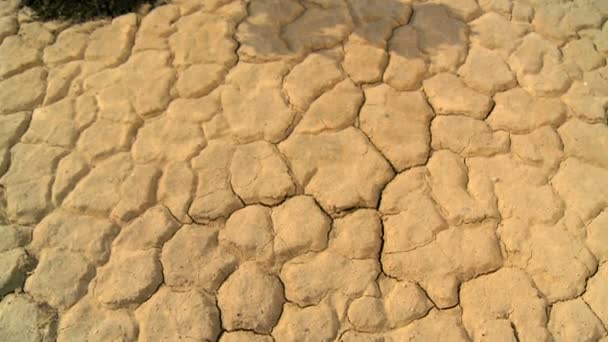 Conceito tiro de árvore viva na paisagem do deserto — Vídeo de Stock