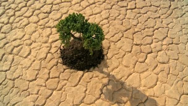 Concept shot of living tree in desert landscape — Stock Video