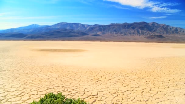 Concepto de árbol vivo en el desierto — Vídeos de Stock