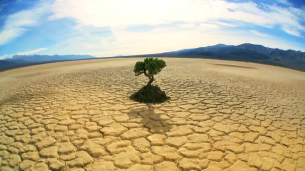 Weitwinkelkonzept des lebenden Baumes in der Wüste — Stockvideo