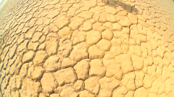 Conceito de Árvore Viva no Deserto — Vídeo de Stock