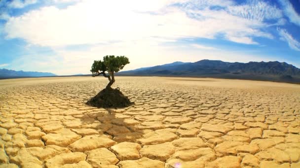 Concepto de árbol vivo en el paisaje del desierto — Vídeos de Stock