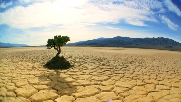 Begrip stoot van levende boom in woestijn landschap — Stockvideo