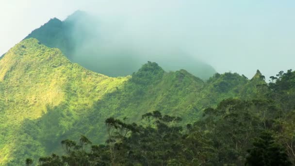 Yağmur ormanları bitki üzerinde na pali kayalıklarla, hawaii — Stok video