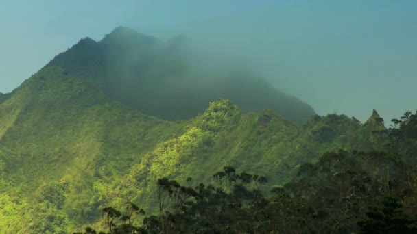 Vegetace deštných pralesů na na pali útesy, Havaj — Stock video