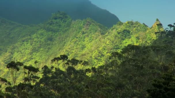 Vegetação da floresta tropical em penhascos acidentados, Havaí — Vídeo de Stock