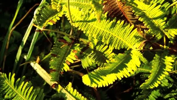 Friska flora i regnskogen — Stockvideo