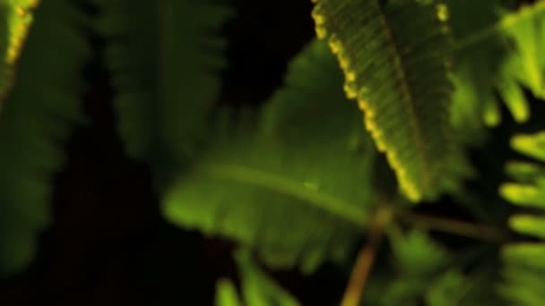 Zelené flóry v deštném pralese — Stock video