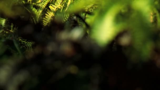 Crecimiento exuberante en selva tropical — Vídeo de stock