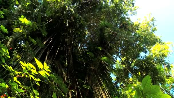 Floresta tropical exuberante vegetação — Vídeo de Stock