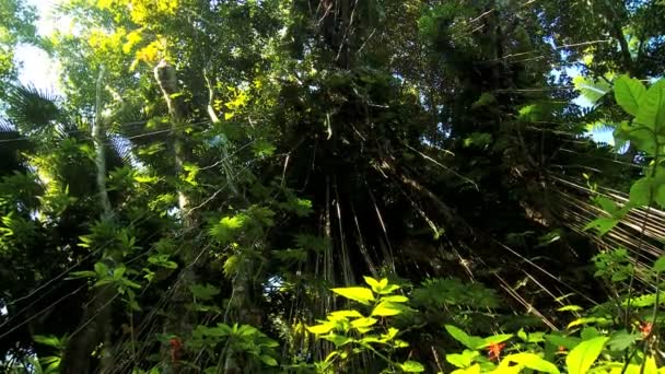 Üppige tropische Regenwaldvegetation — Stockvideo