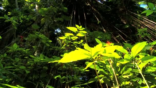 Weelderige tropische regenwoud vegetatie — Stockvideo